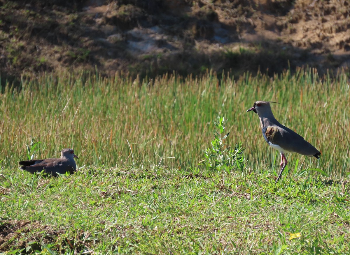 Southern Lapwing - ML635647747