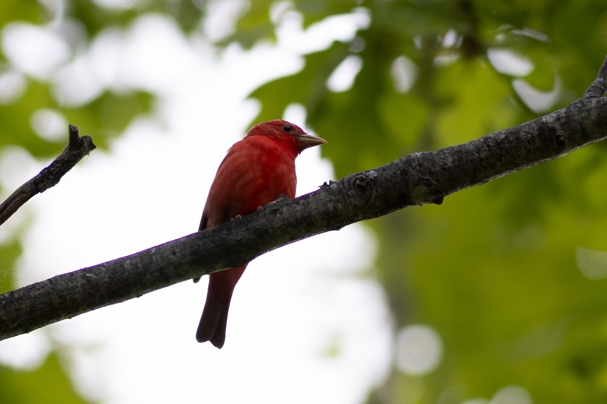 Summer Tanager - ML635647768
