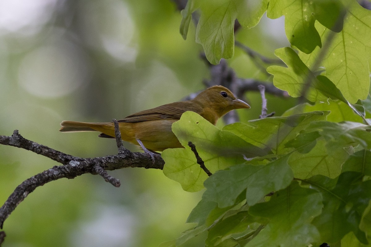 Summer Tanager - ML635647769