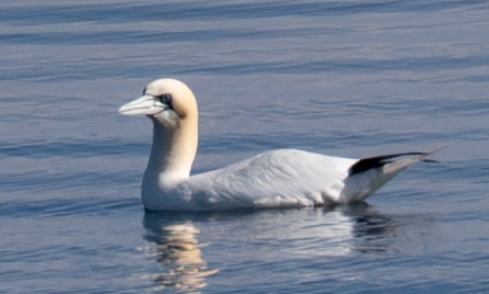 terej bílý - ML635647777