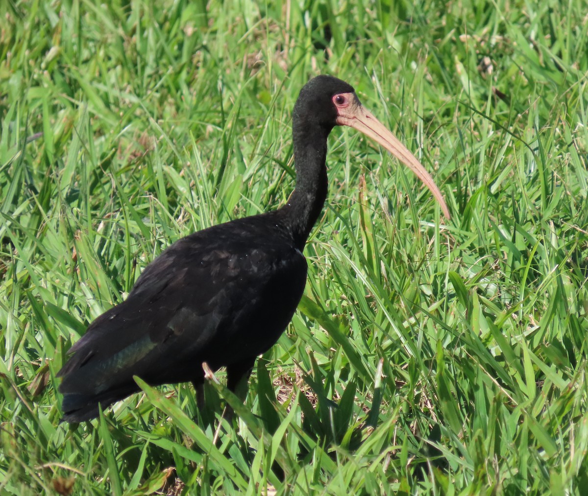 Bare-faced Ibis - ML635647781