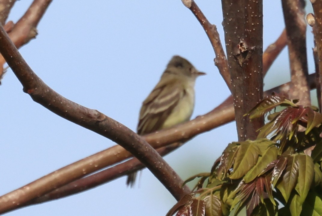 Willow Flycatcher - ML635647791