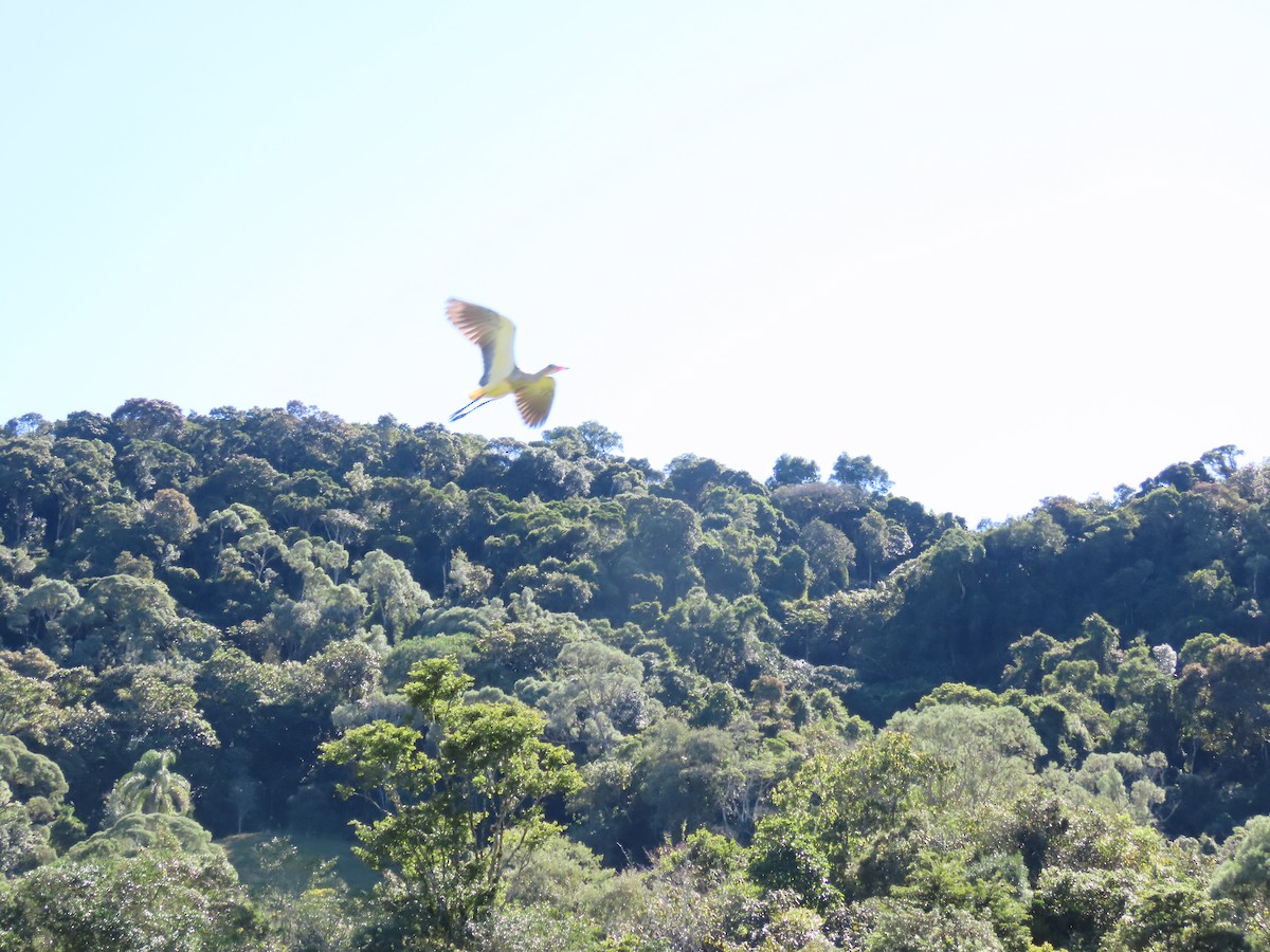 Whistling Heron - ML635647826