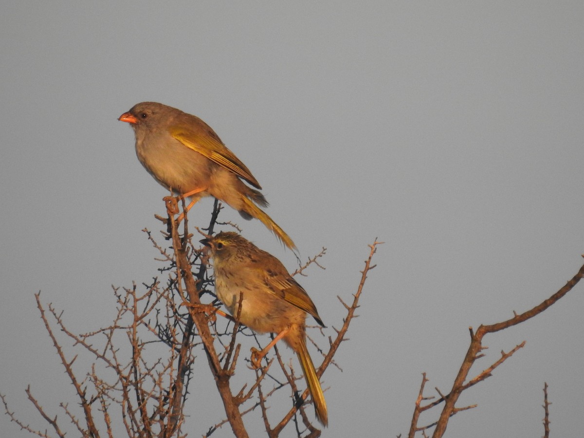 Great Pampa-Finch - ML635647850