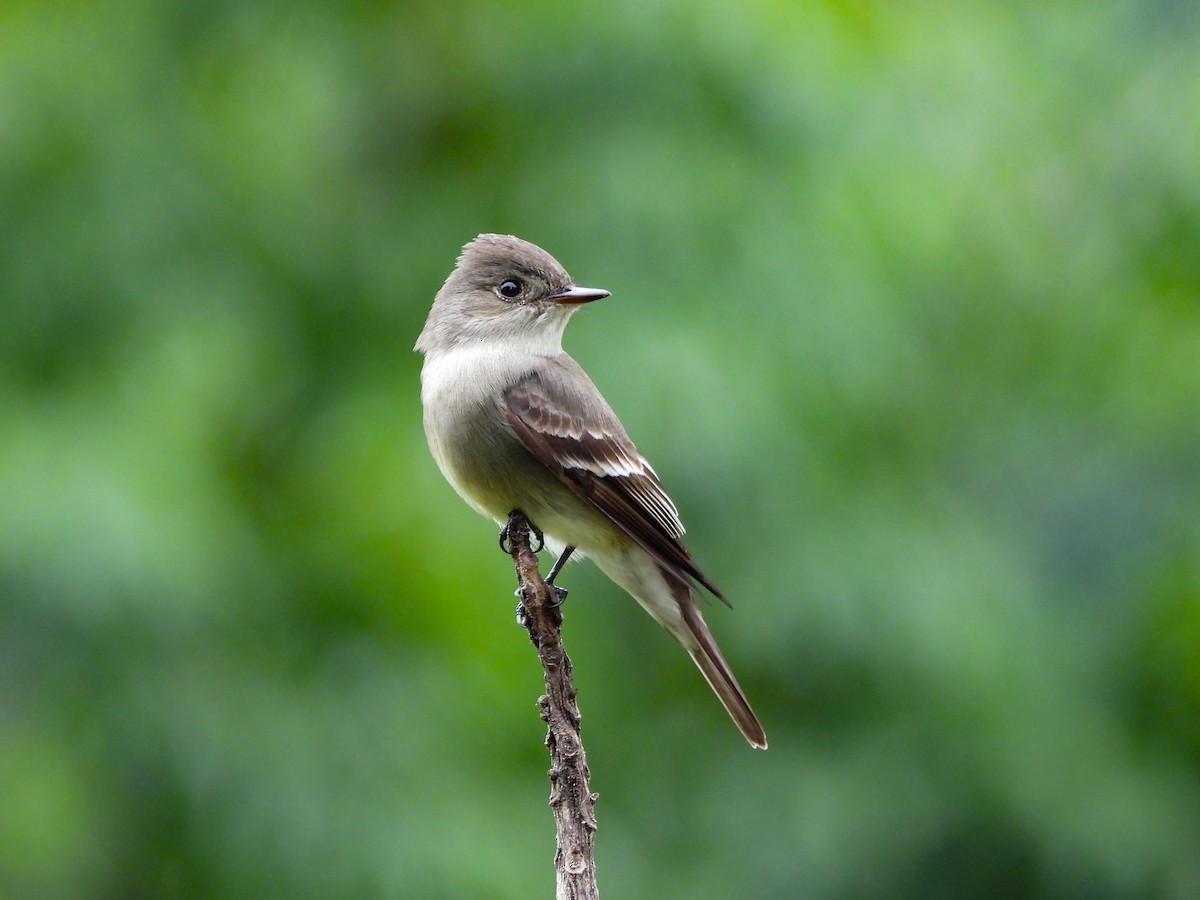 Eastern Wood-Pewee - ML635647856