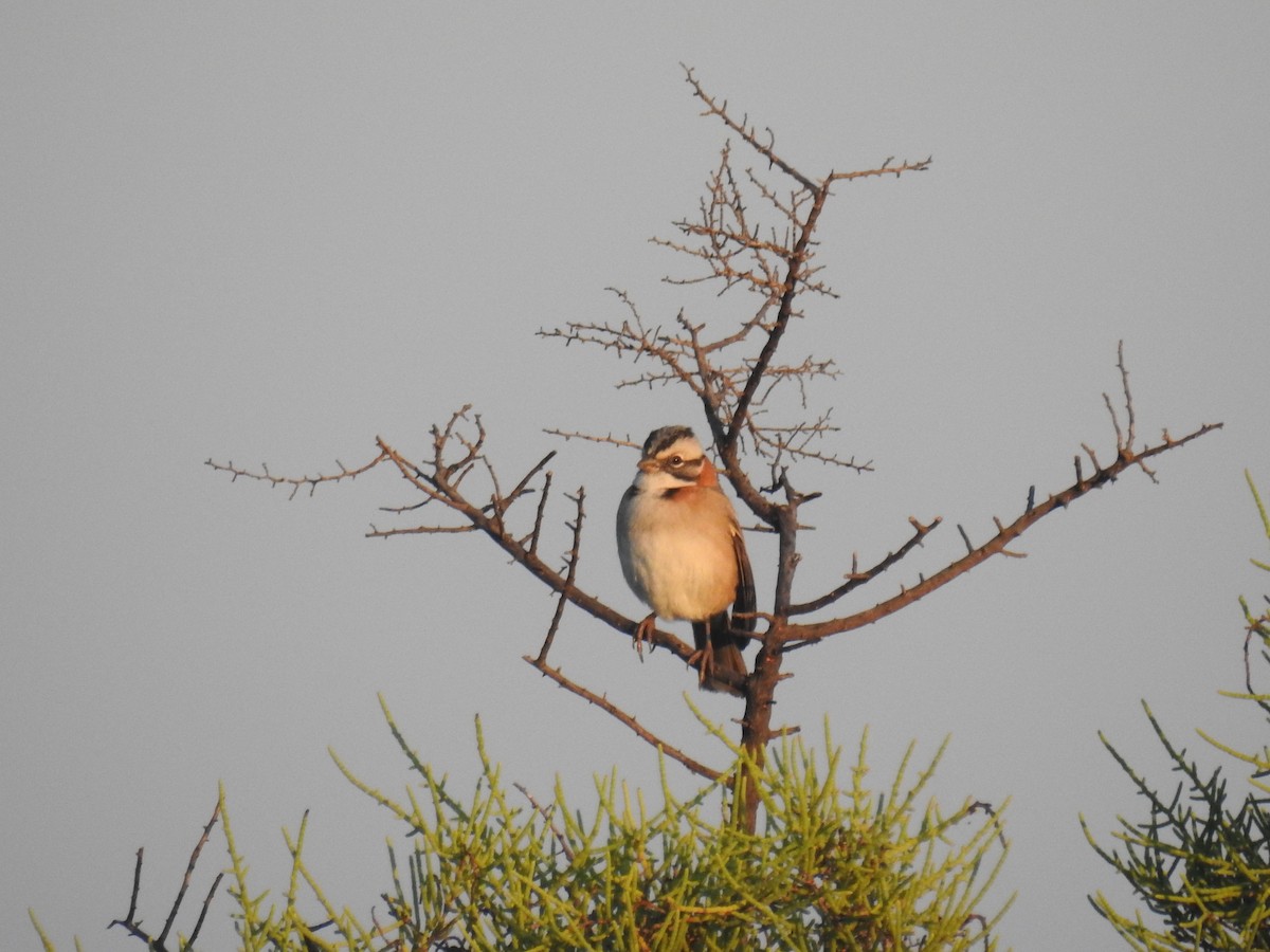 Rufous-collared Sparrow - ML635647872