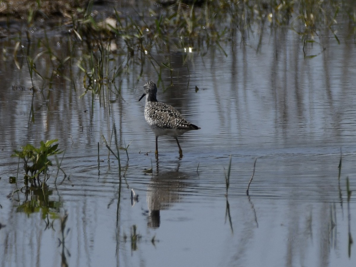 Greater Yellowlegs - ML635647879