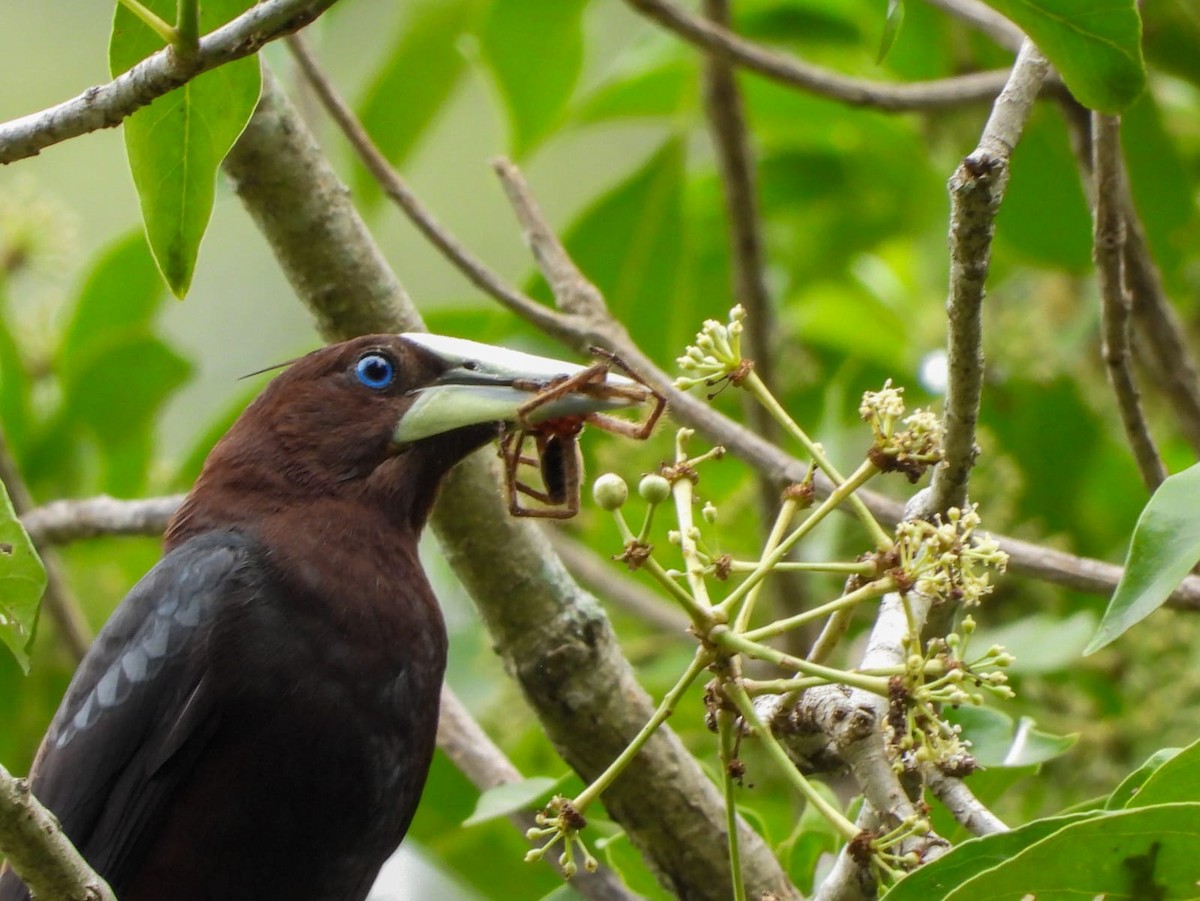 Chestnut-headed Oropendola - ML635647885