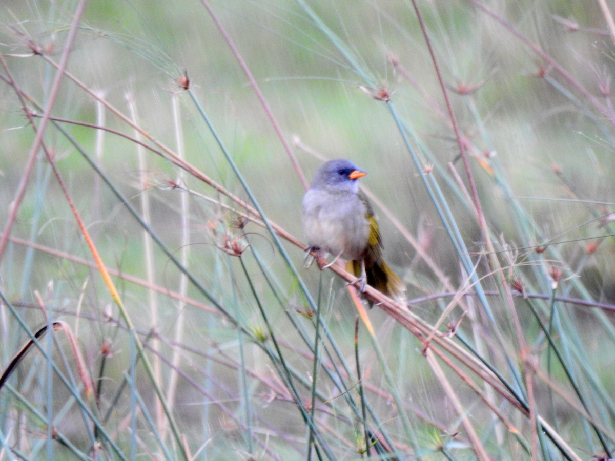 Great Pampa-Finch - ML635647891