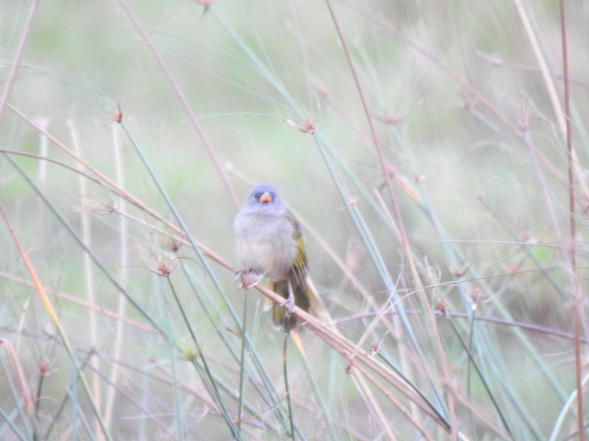 Great Pampa-Finch - ML635647892