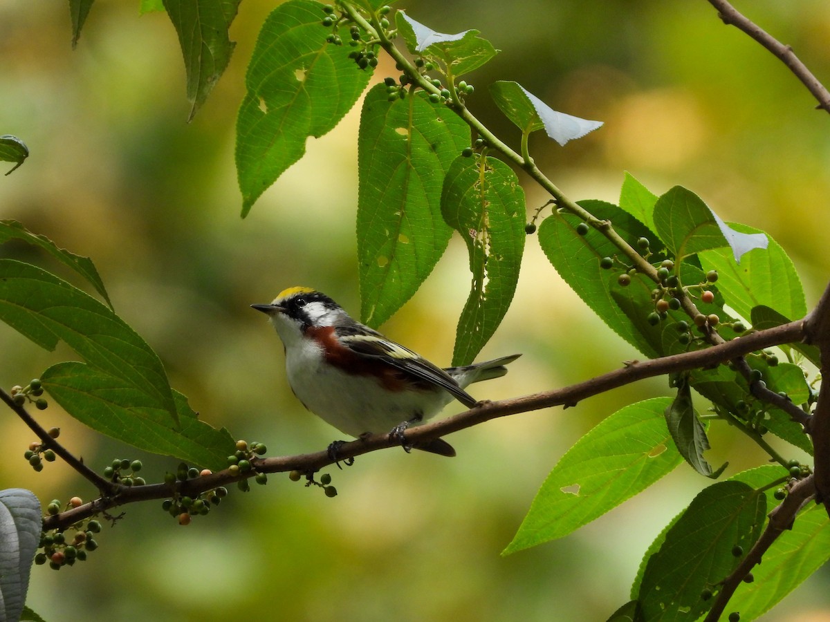 Chestnut-sided Warbler - ML635647915