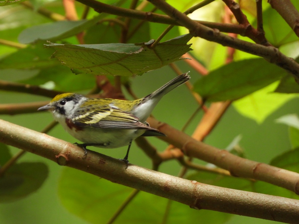 Chestnut-sided Warbler - ML635647916