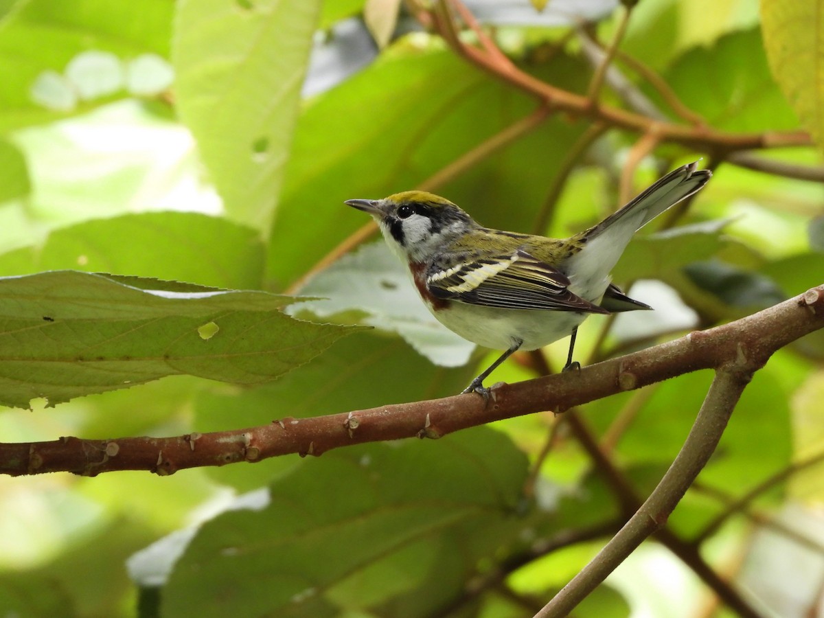 Chestnut-sided Warbler - ML635647917