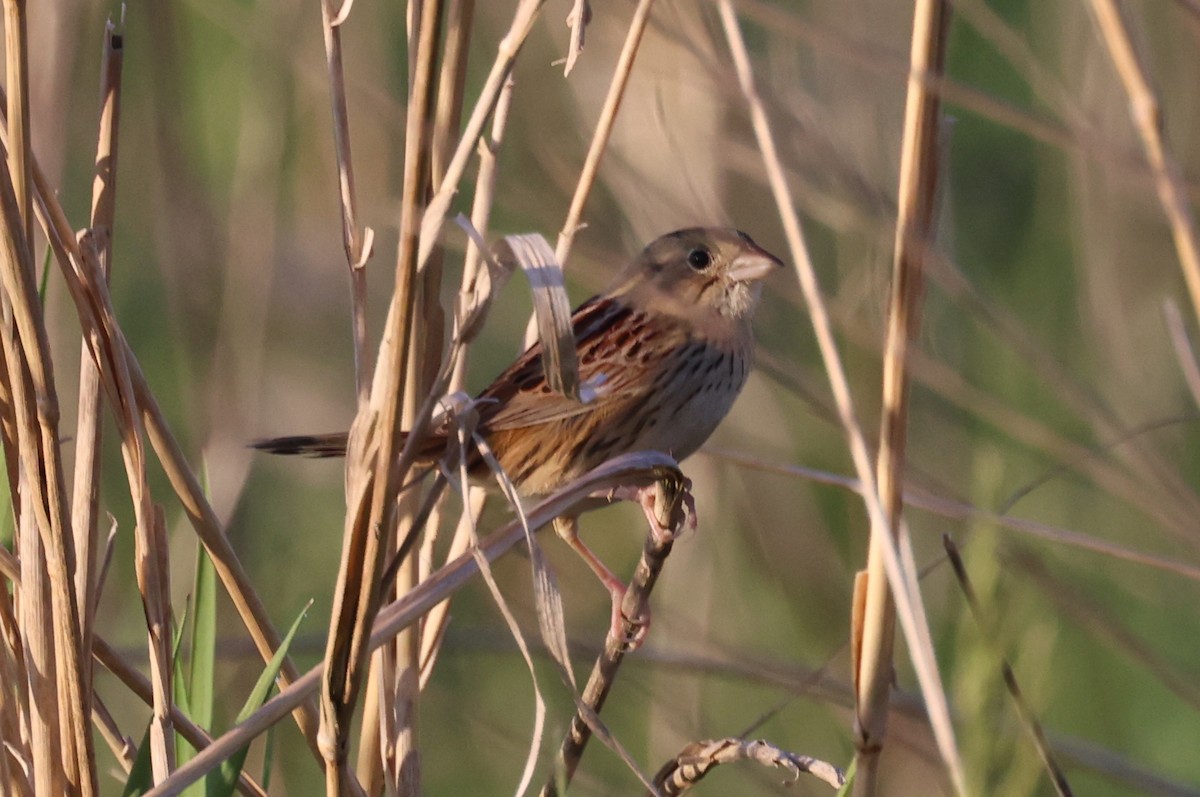 Henslow's Sparrow - ML635647932