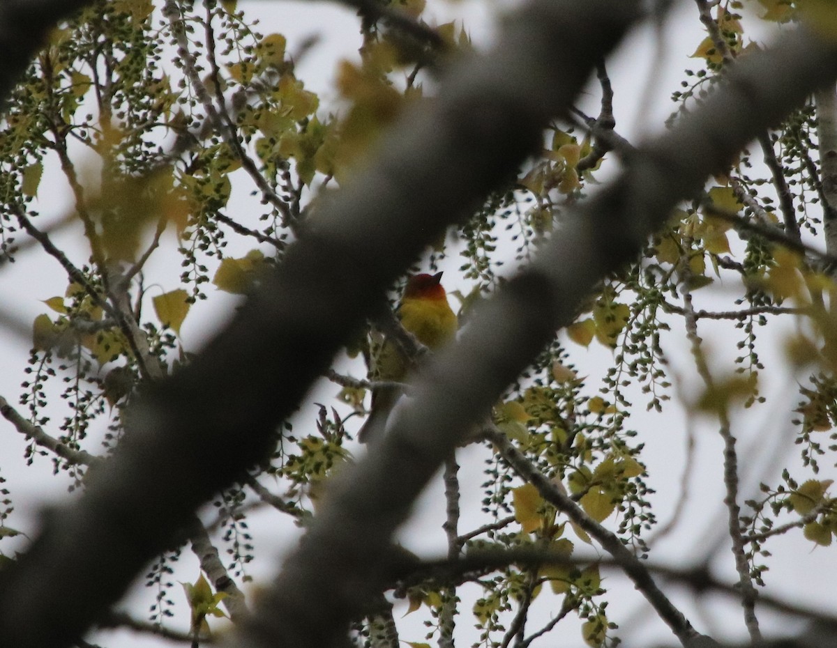 Western Tanager - ML635647934