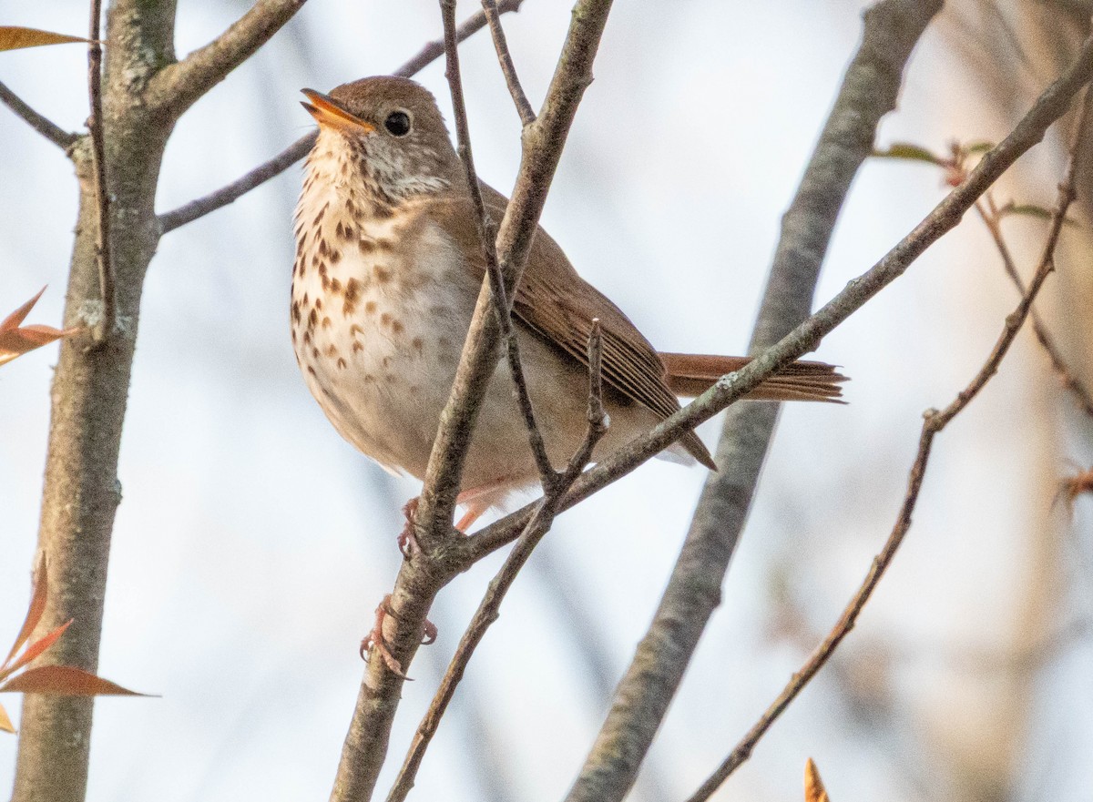 Hermit Thrush - ML635647947