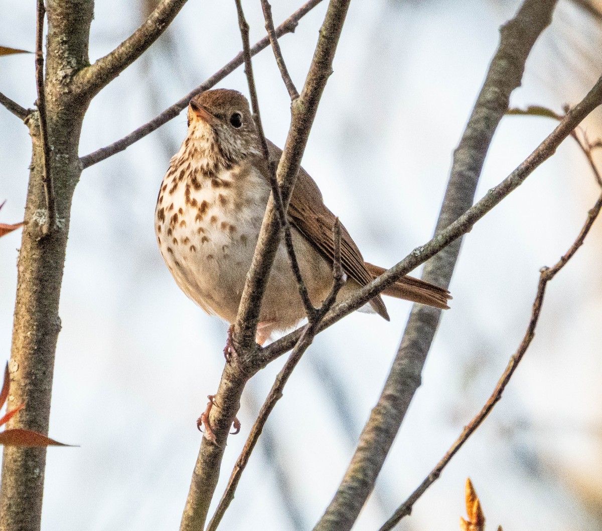 Hermit Thrush - ML635647948