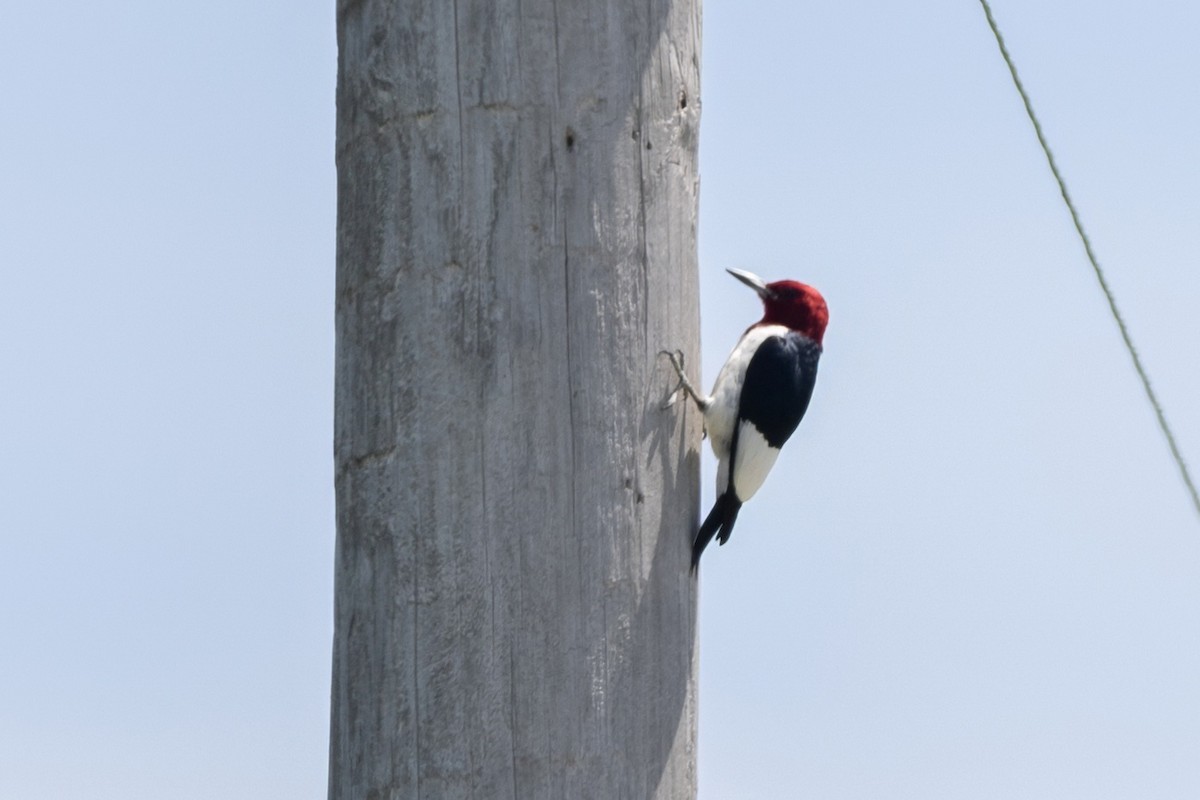Red-headed Woodpecker - ML635647950