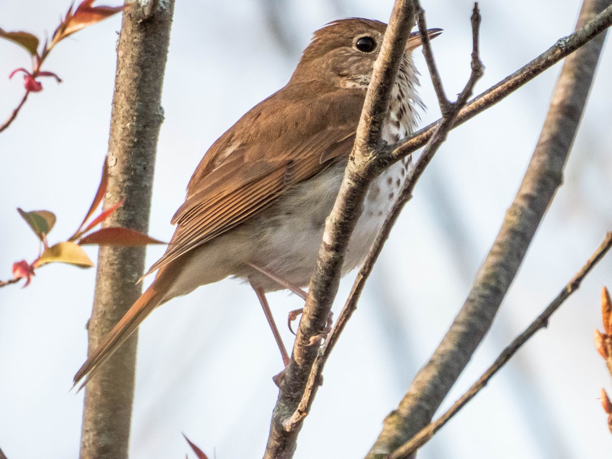 Hermit Thrush - ML635647951
