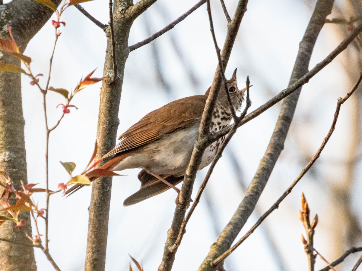Hermit Thrush - ML635647952