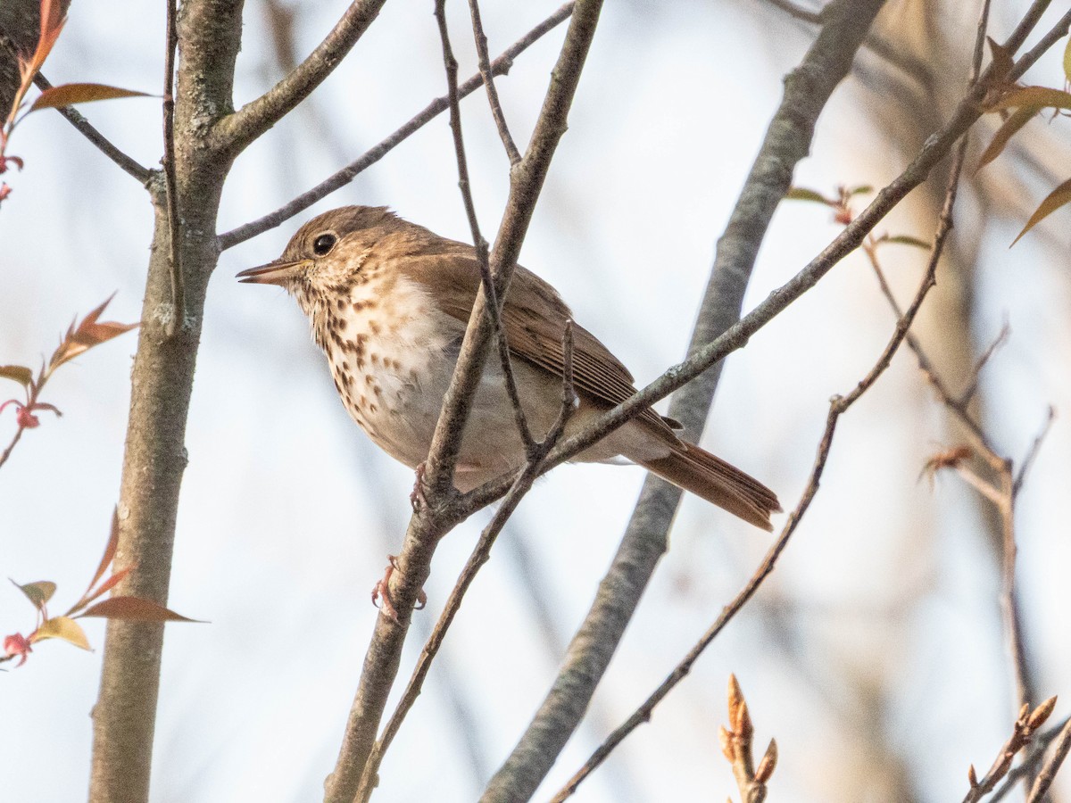 Hermit Thrush - ML635647953