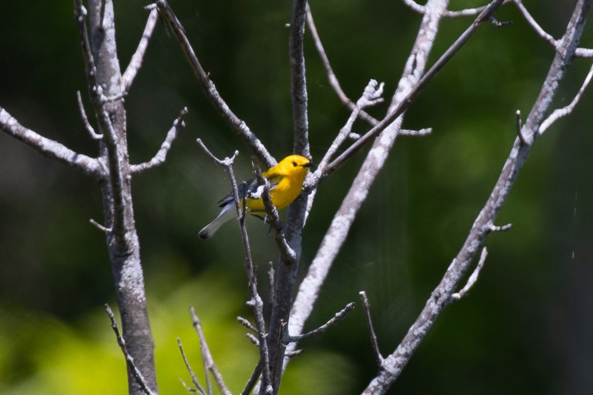 Prothonotary Warbler - ML635648005