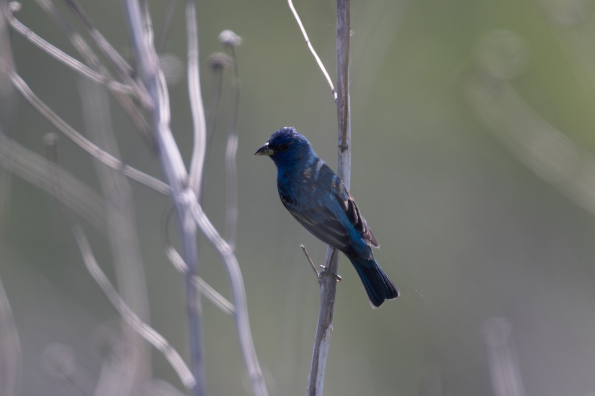Indigo Bunting - ML635648017
