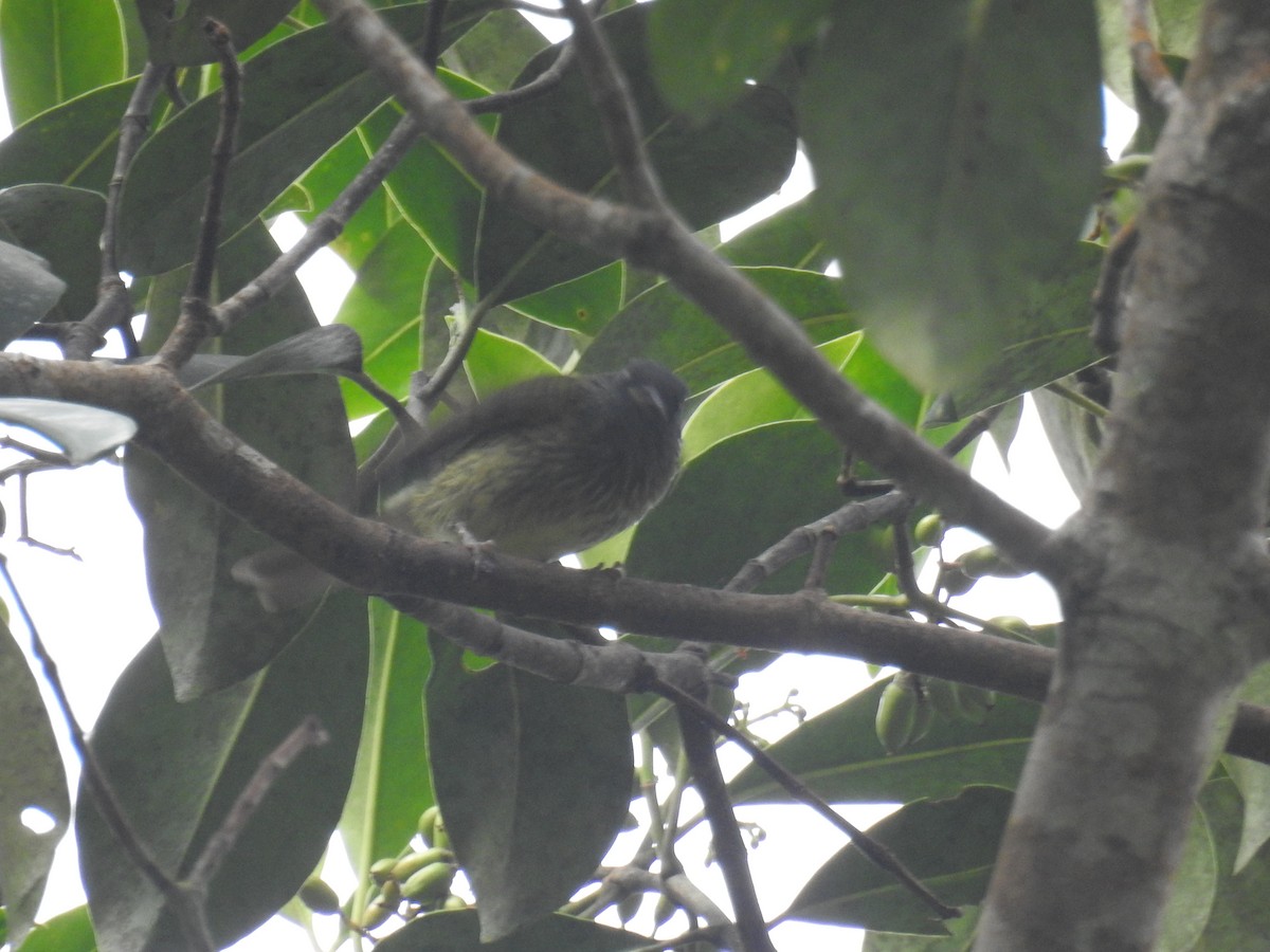Streak-necked Flycatcher - ML635648073