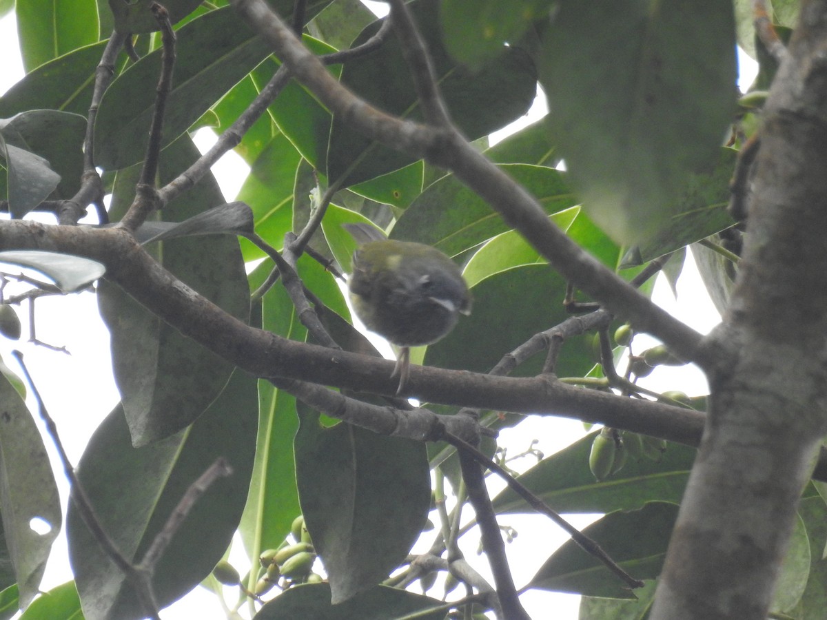 Streak-necked Flycatcher - ML635648074