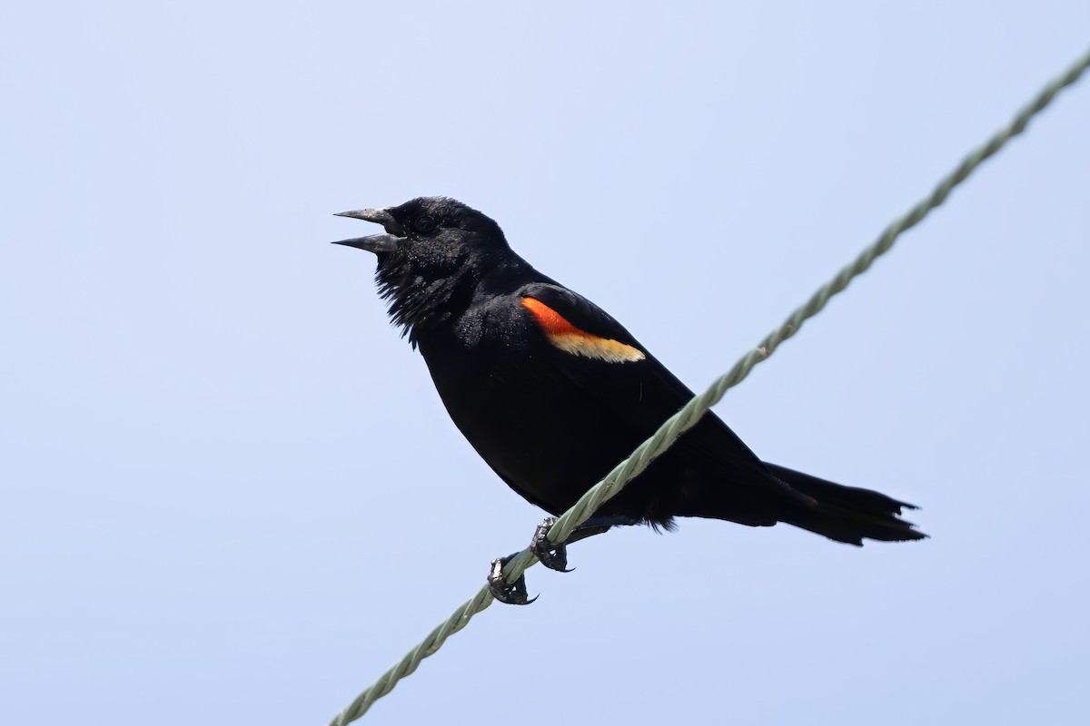 Red-winged Blackbird - ML635648087