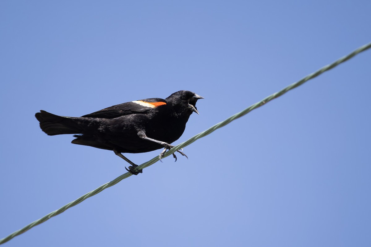 Red-winged Blackbird - ML635648088