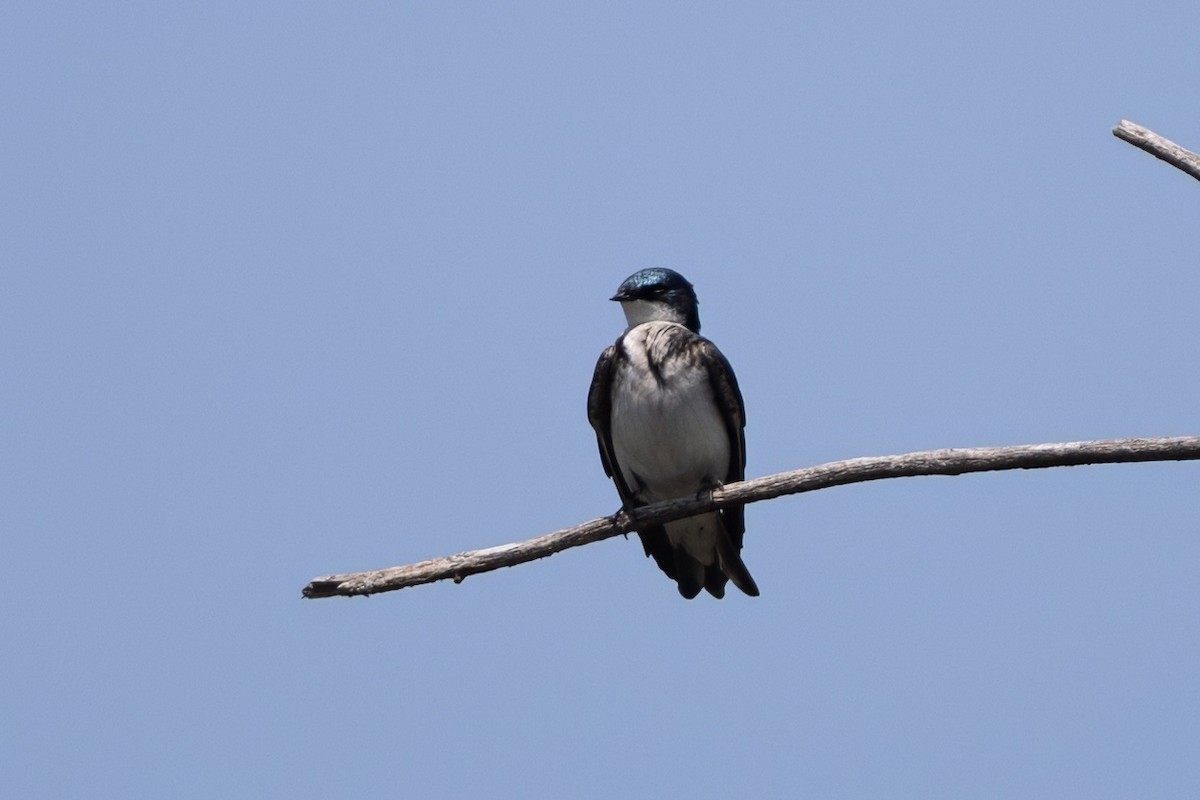 Tree Swallow - ML635648098
