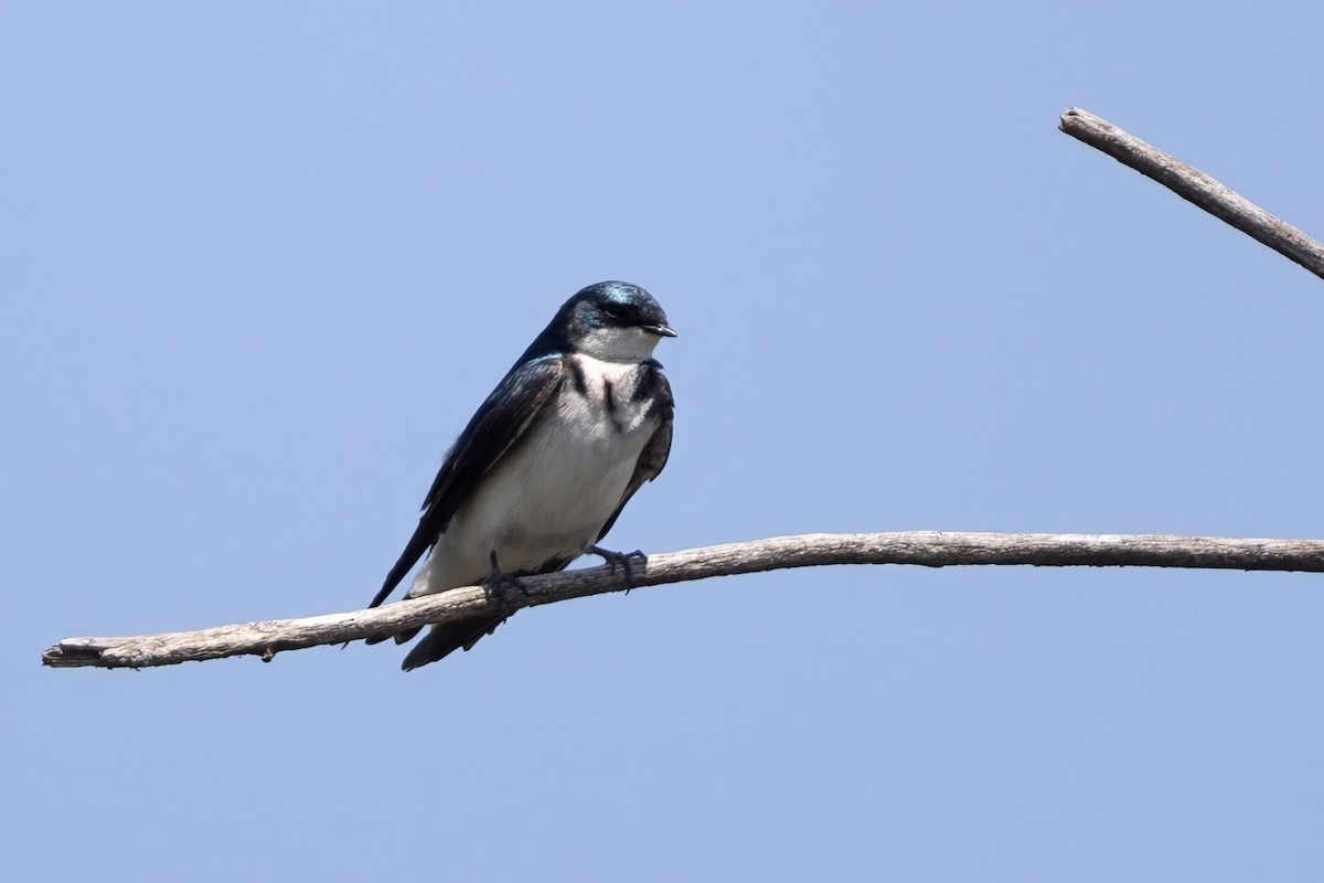 Tree Swallow - ML635648099