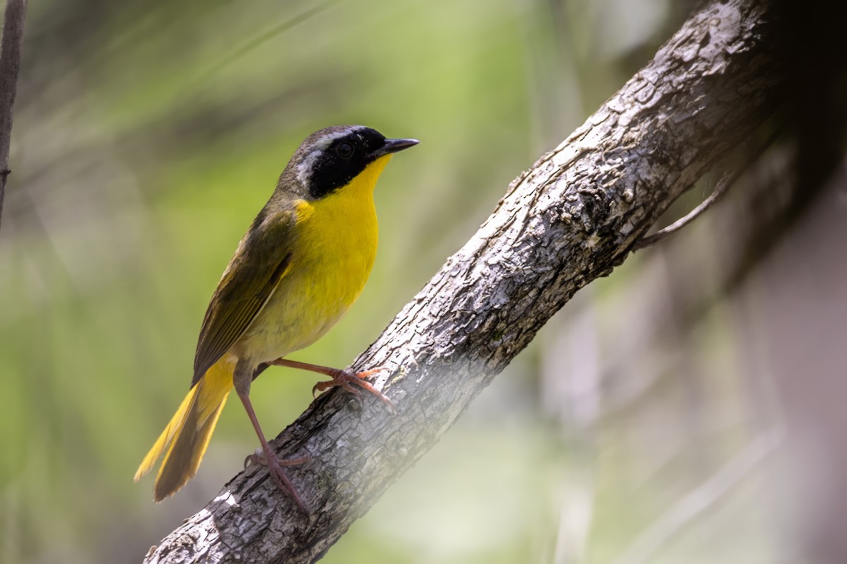 Common Yellowthroat - ML635648125