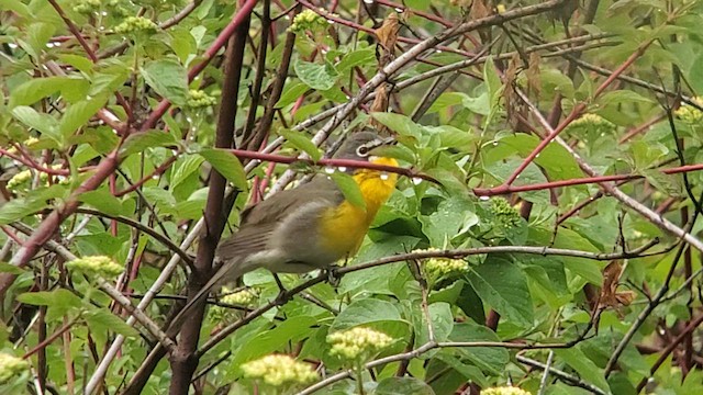 Yellow-breasted Chat - ML635648159
