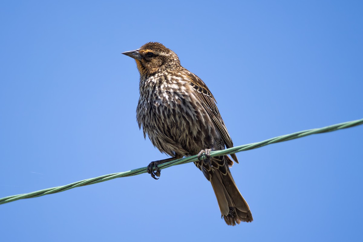 Red-winged Blackbird - ML635648225