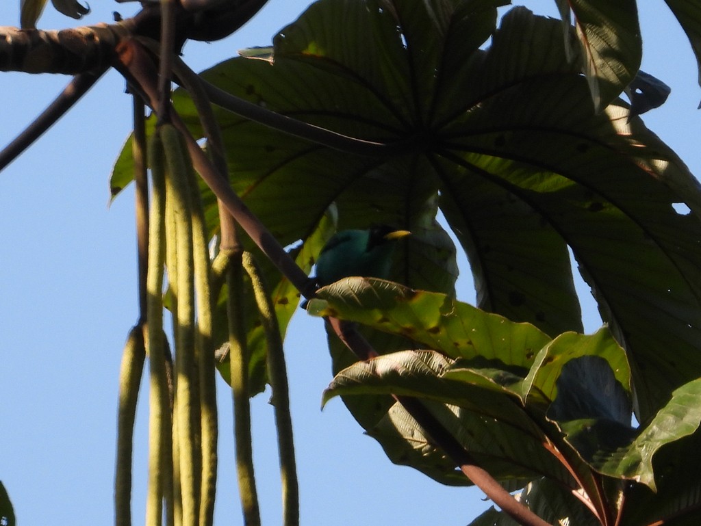 Green Honeycreeper - ML635648239