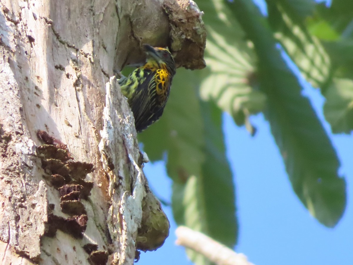 Gilded Barbet - ML635648253