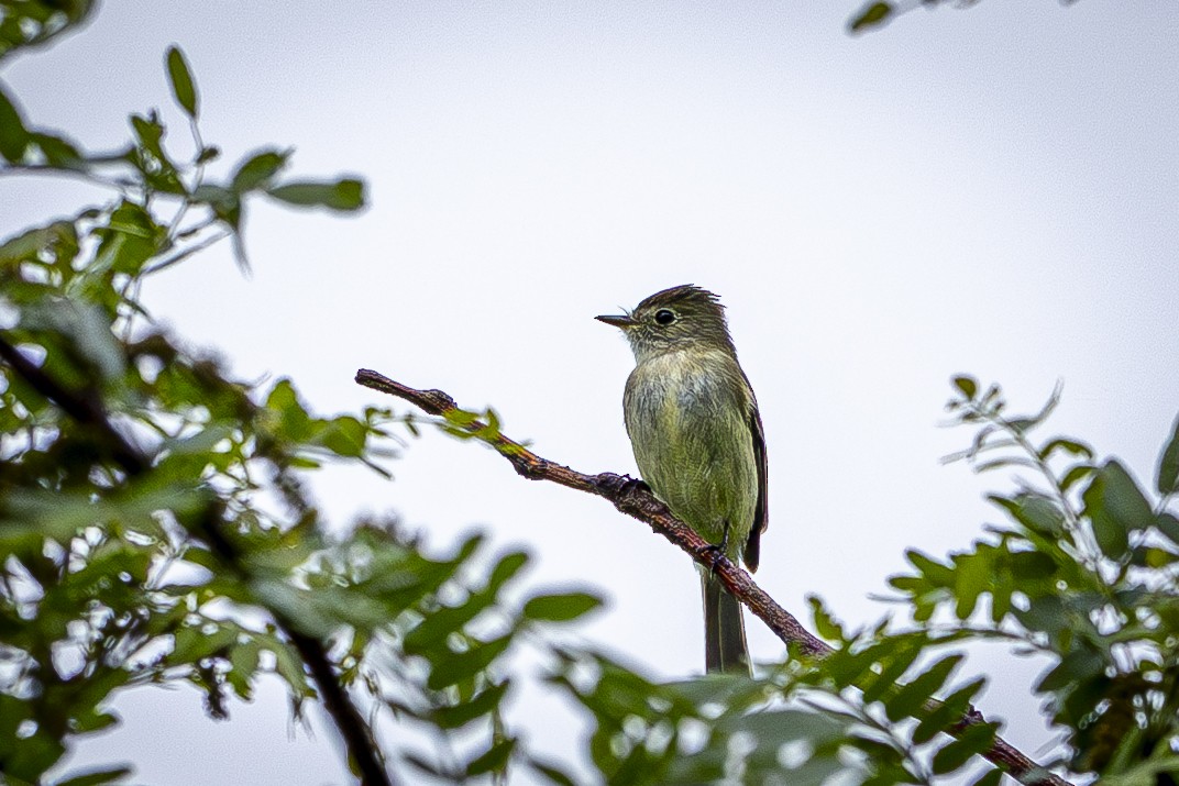 Eastern Wood-Pewee - ML635648279
