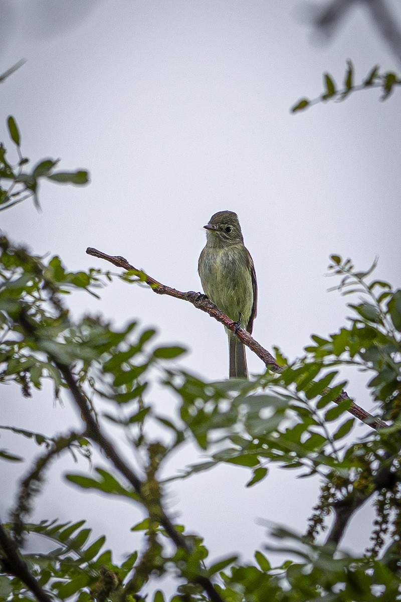Eastern Wood-Pewee - ML635648280