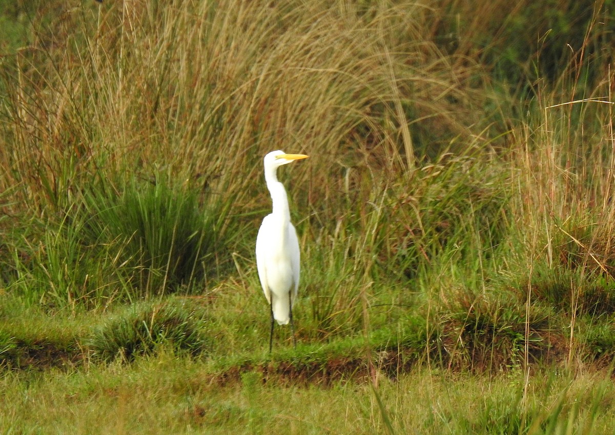 Great Egret - ML635648292