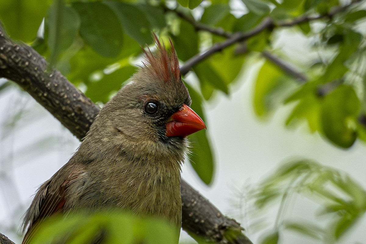 Northern Cardinal - ML635648297