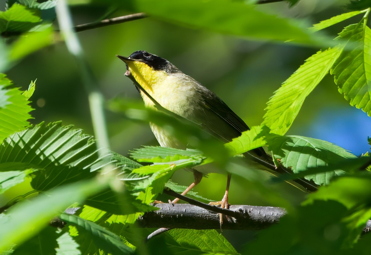 Common Yellowthroat - ML635648305