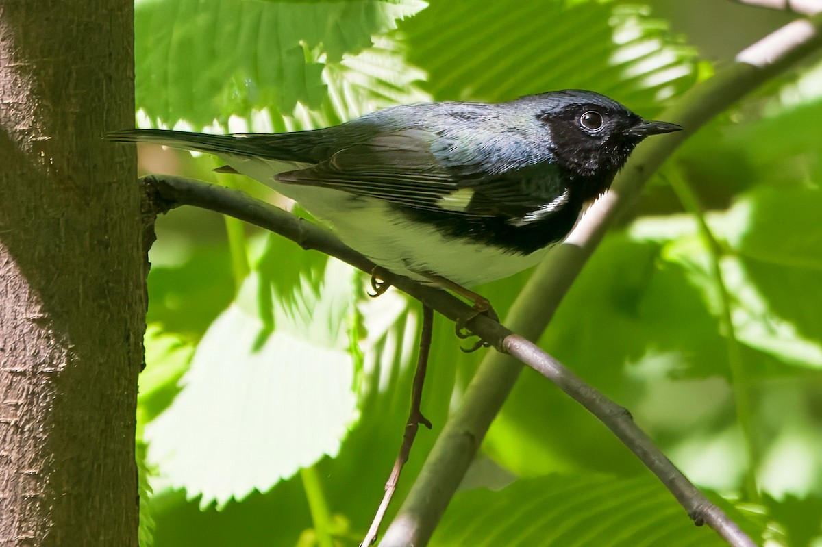 Black-throated Blue Warbler - ML635648327