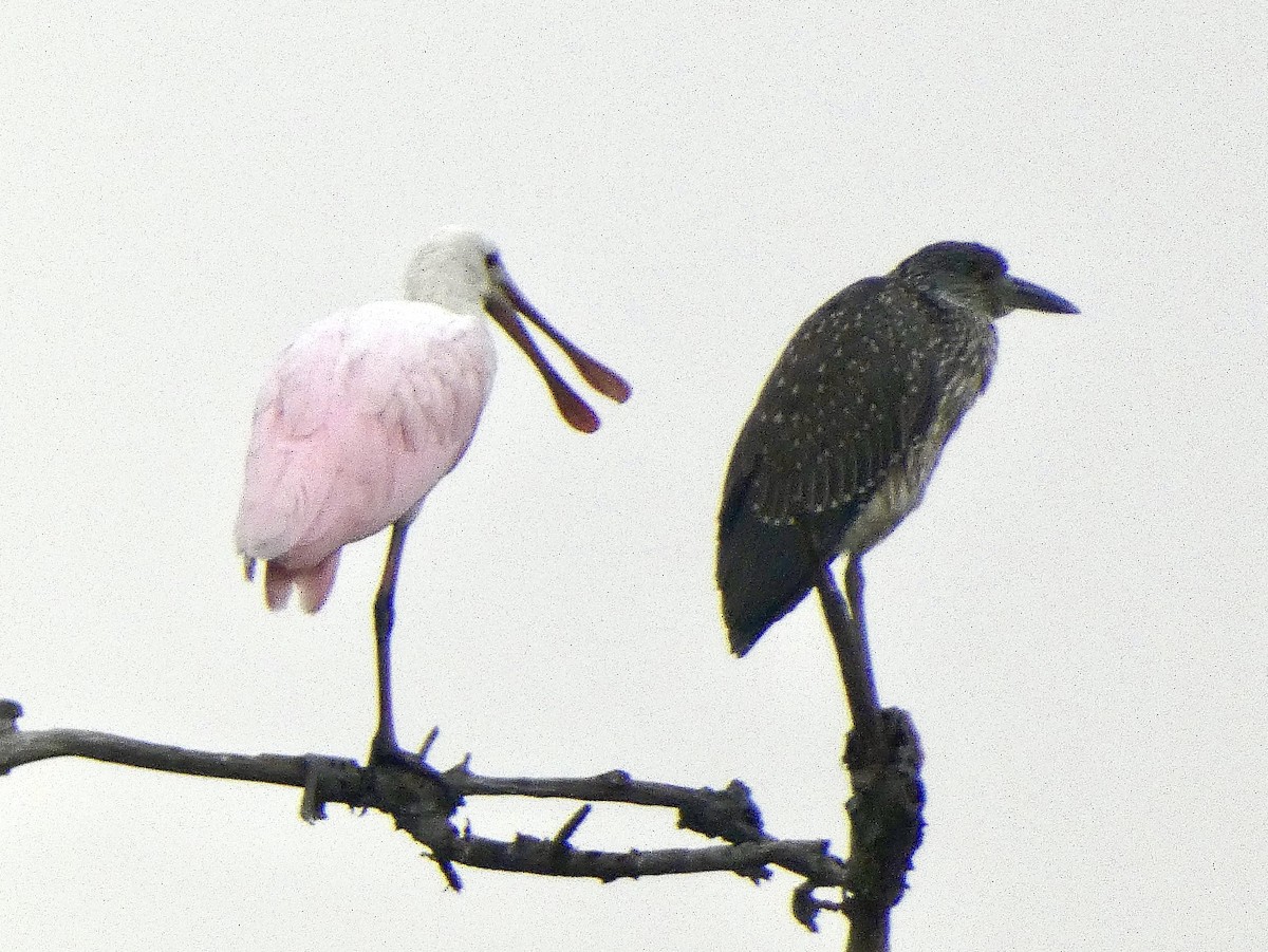 Roseate Spoonbill - ML635648344
