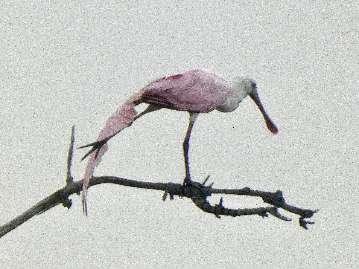 Roseate Spoonbill - ML635648345