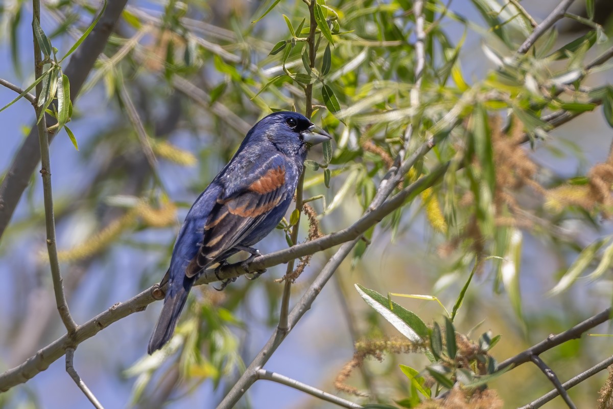 Blue Grosbeak - ML635648387