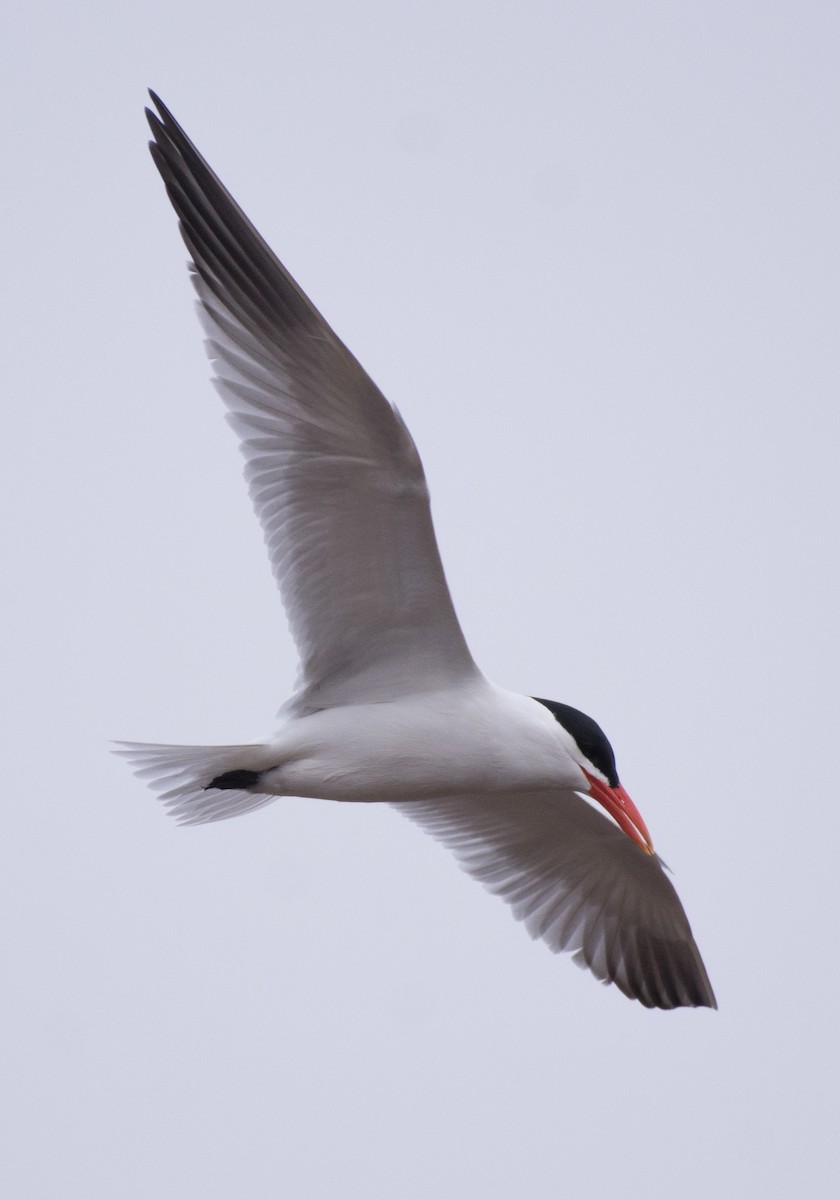 Caspian Tern - ML635648418
