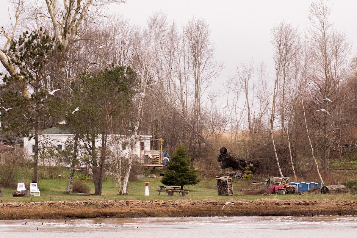 Caspian Tern - ML635648421
