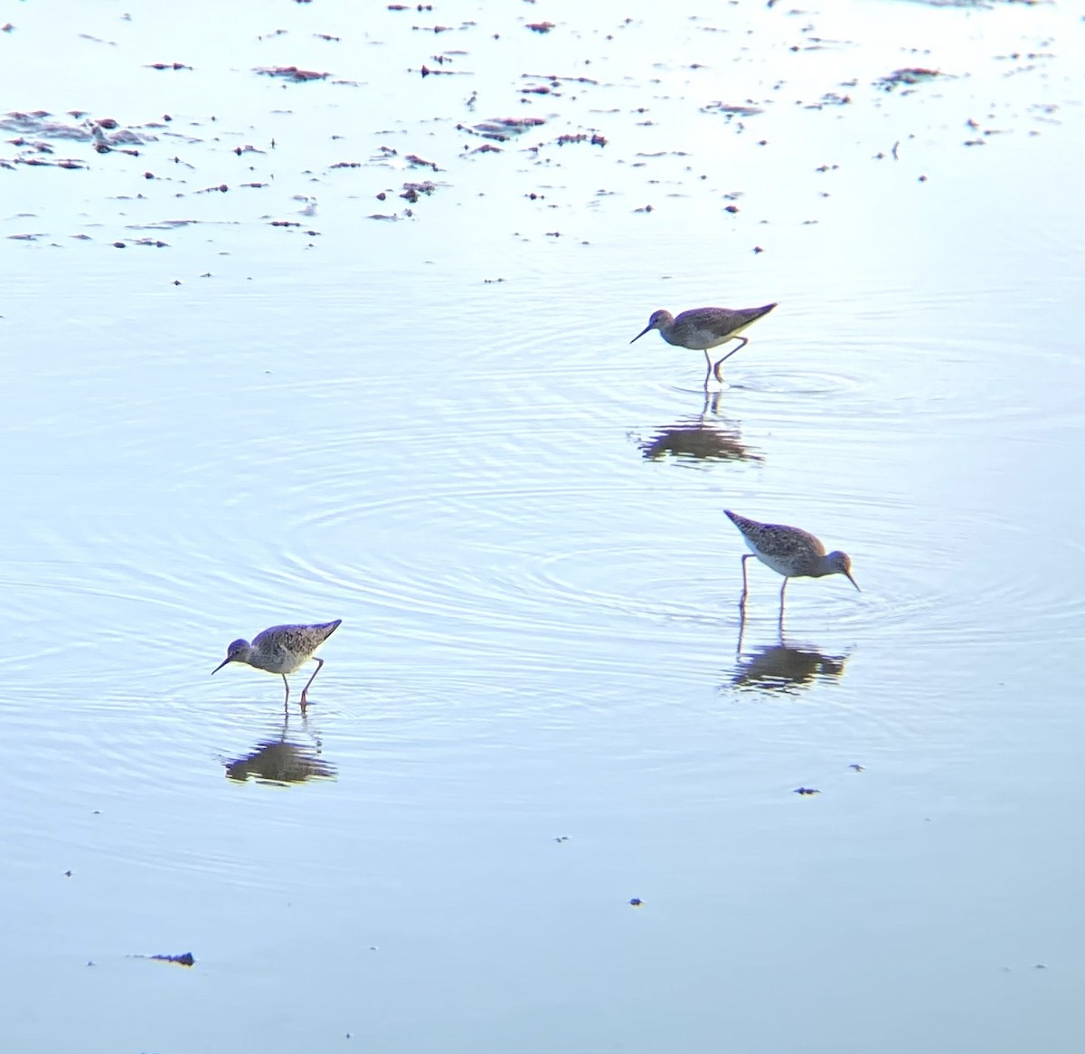 Lesser Yellowlegs - ML635648429
